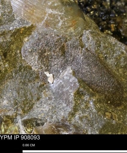 undet. Brachyura