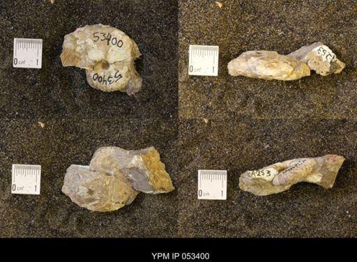 Discoscaphites conradi