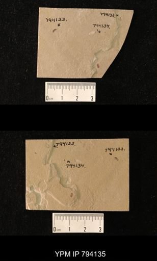 undet. Diptera