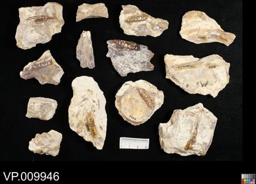 Pachyrhizodus sp.
