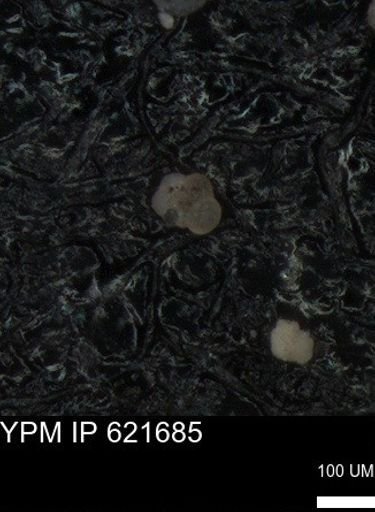 undet. Foraminiferida