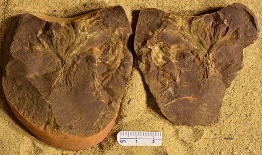 Aphlebia
