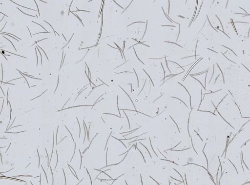 Axinellidae