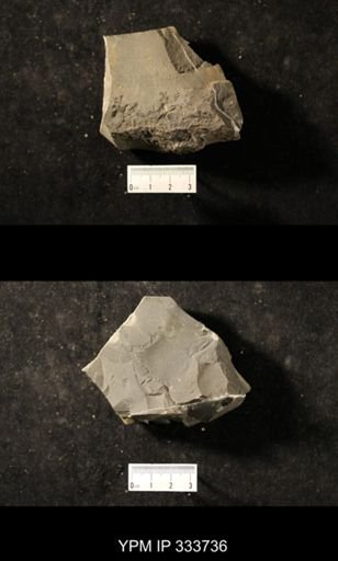 undet. Graptolithina