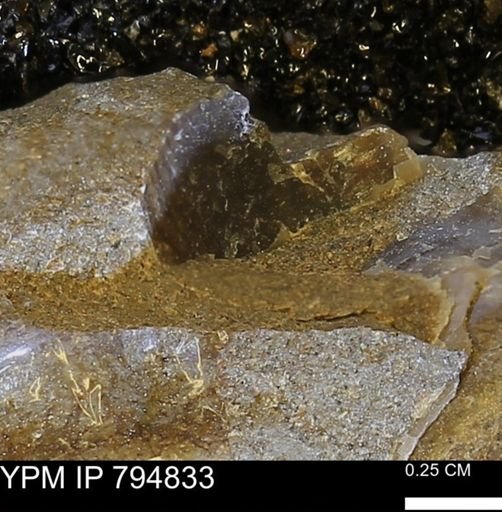 Phelopteria linguaeformis
