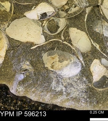 Limopsis striatopunctatus