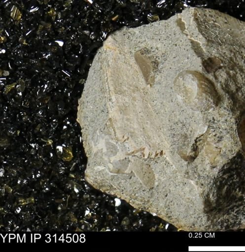 undet. Mollusca