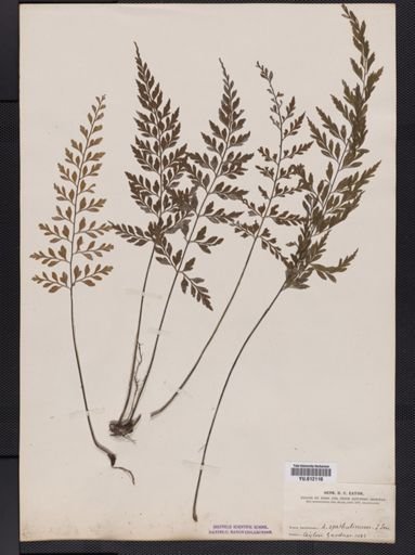 Asplenium