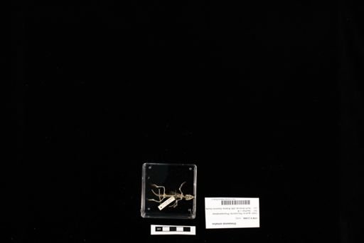 Urosaurus ornatus