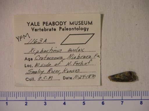 Xiphactinus audax