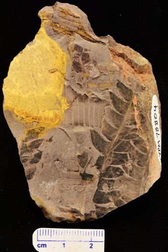 Cladophlebis sp.