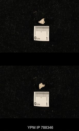 taxon undetermined