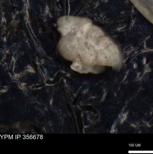 undet. Foraminiferida