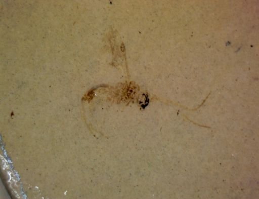 undet. Hymenoptera