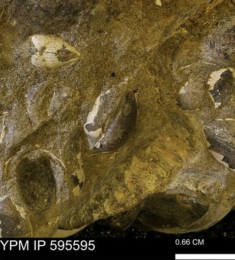 Protocardia sp.