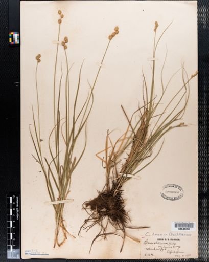Carex brevior