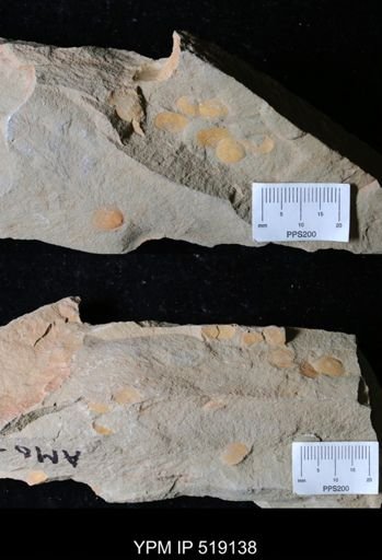 Brevipelta chouberti