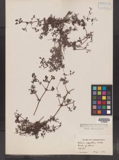 Galium asprellum