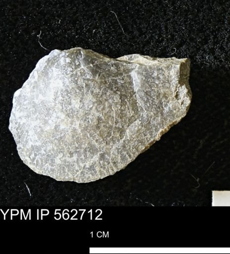 Oxytoma (Hypoxytoma)?