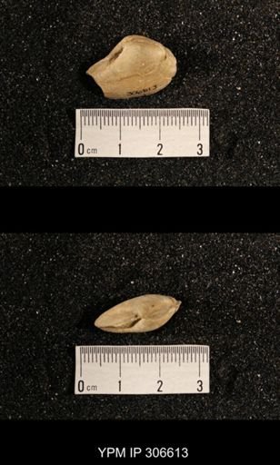 Phestia bellistriata