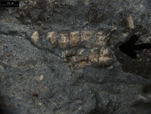 Aplocoma damesii