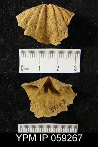 Spirifer murchisoni