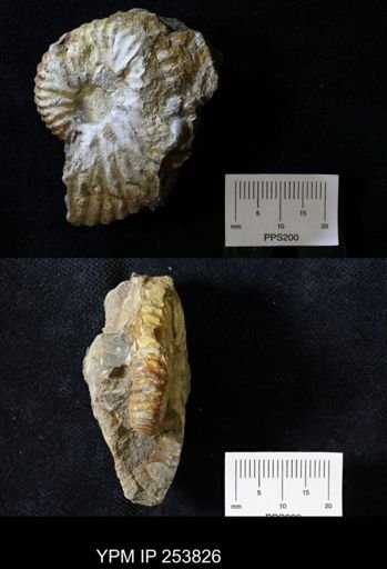 Scaphites cheyennensis