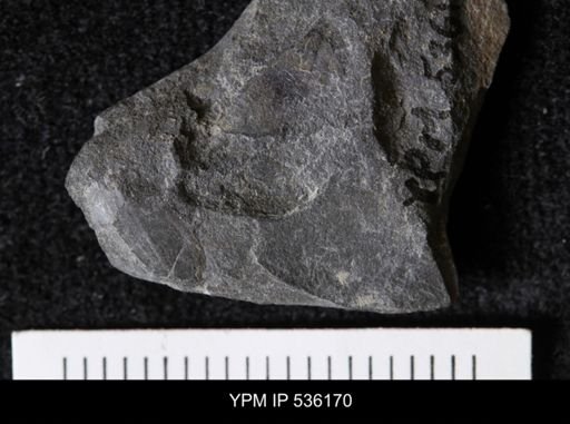 Lingula sp.