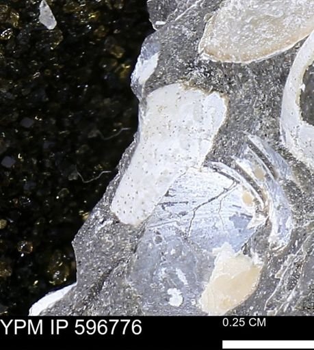 undet. Bivalvia
