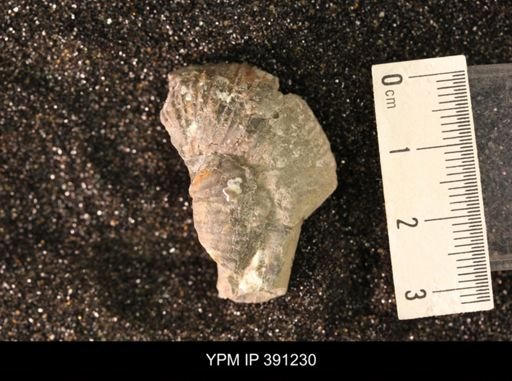 Scaphitidae
