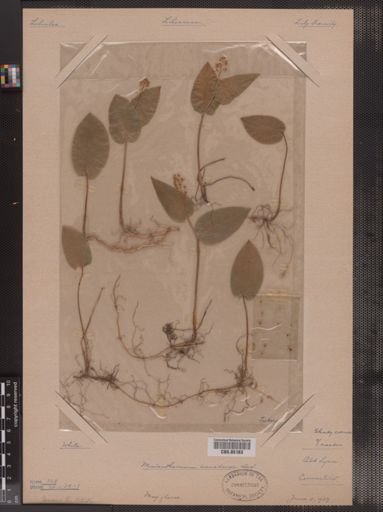 Maianthemum canadense
