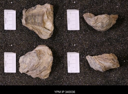 Ostrea glabra wyomingensis