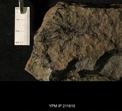 Bdellacoma
