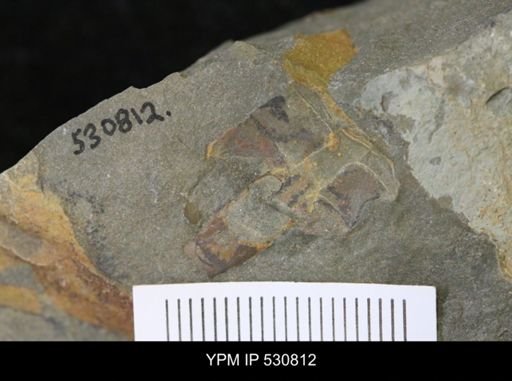 undet. Nautiloidea
