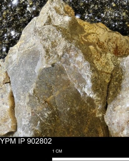 Baculites sp.