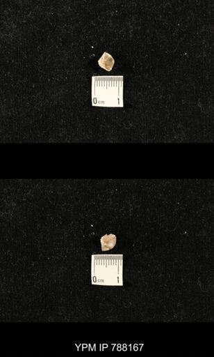 undet. Brachiopoda