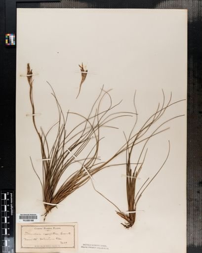 Tillandsia