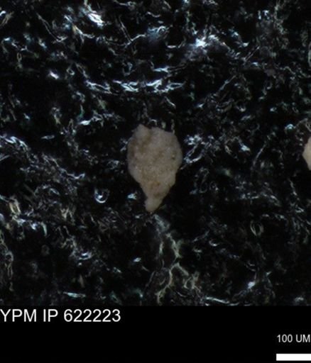 undet. Foraminiferida