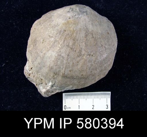 Stropheodonta concava