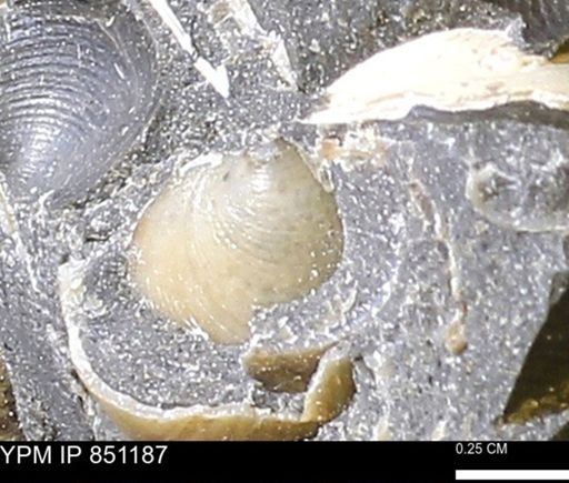 Limopsis striatopunctatus