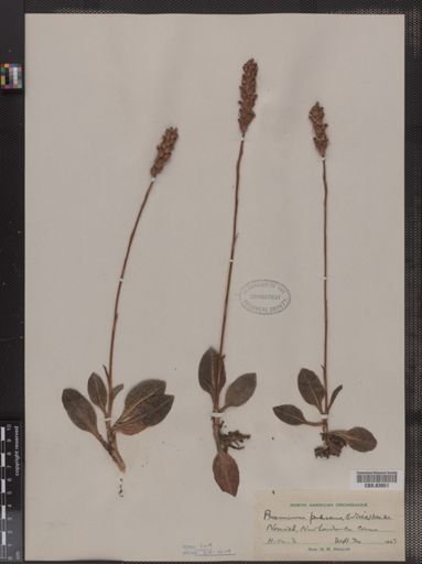 Peramium pubescens