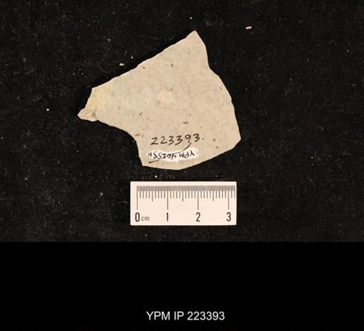 undet. Hexapoda