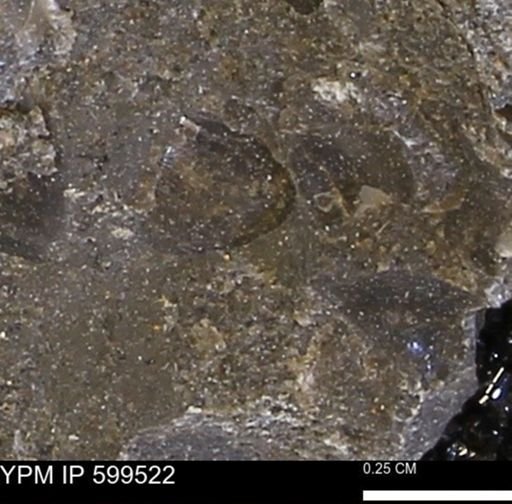Protocardia subquadrata