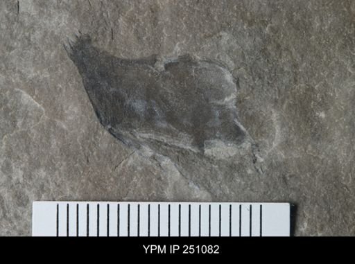 undet. Eurypterida