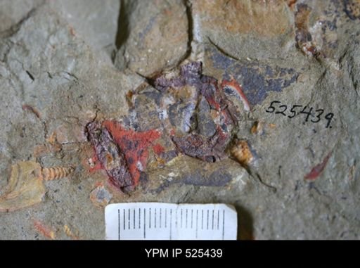 Chelicerata?