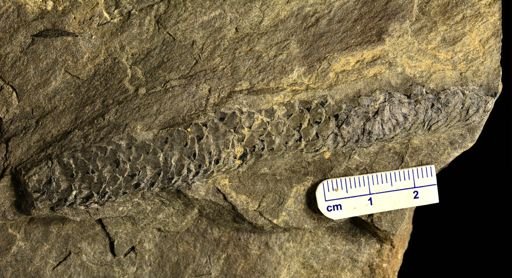 Lepidostrobus sp.