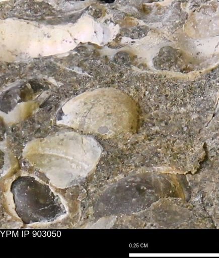 Corbulamella?