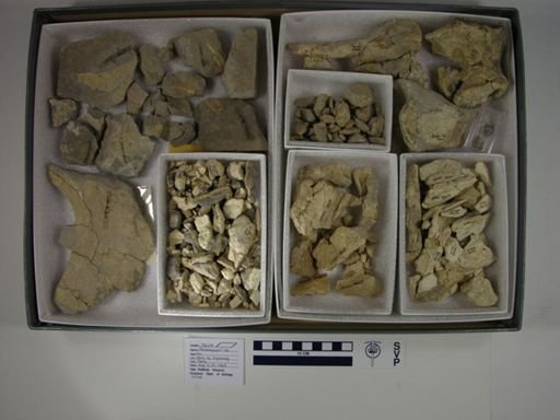Palaeosyops
