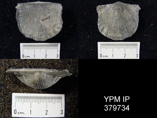 Strophodonta sp.