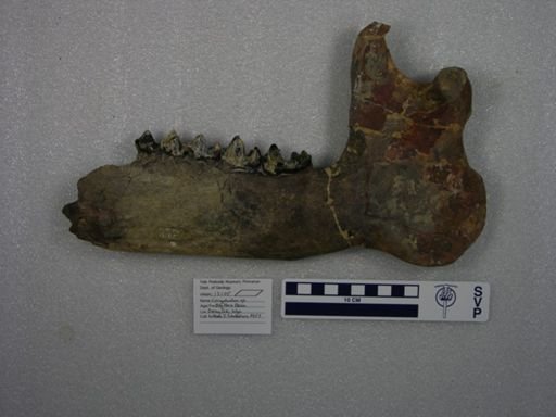 Coryphodon